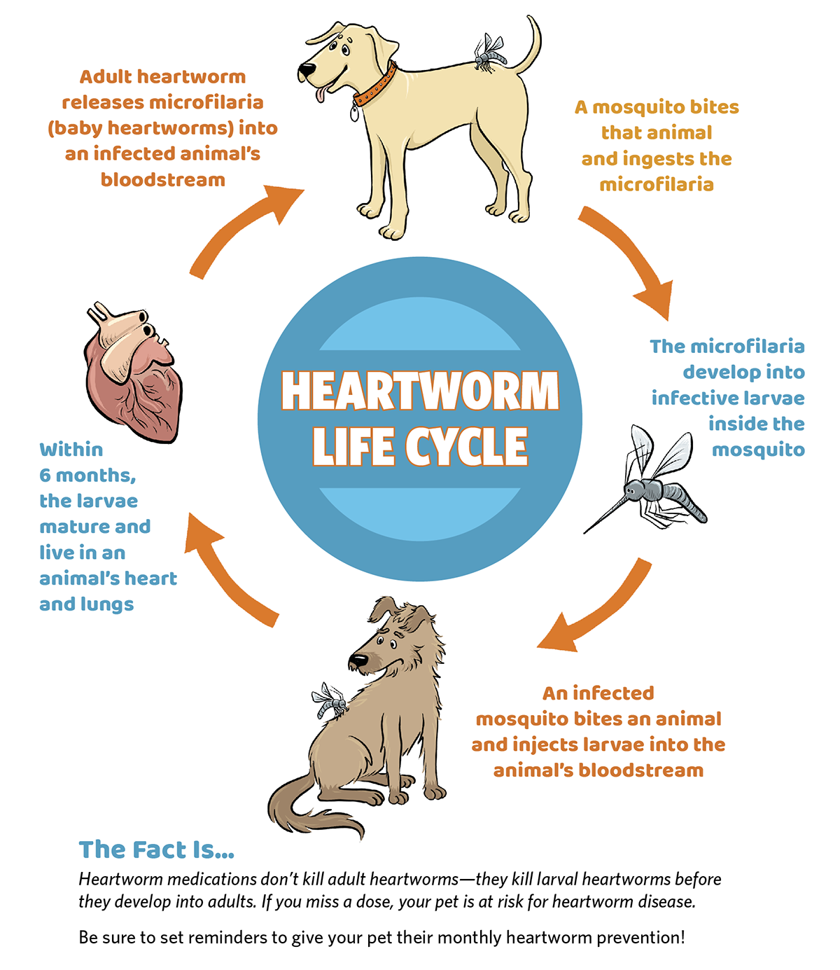 Monthly store heartworm medication