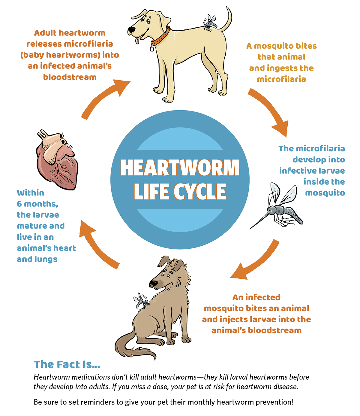 Do Dogs Survive Heartworms